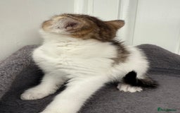 Norwegian Forest Cat cats for sale: Last beautiful girl  - Image 2