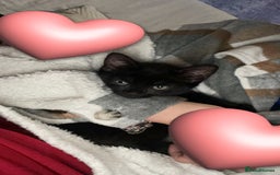 Mixed Breed cats for sale: Black 12 week old kitten loving beautiful girl - Image 6