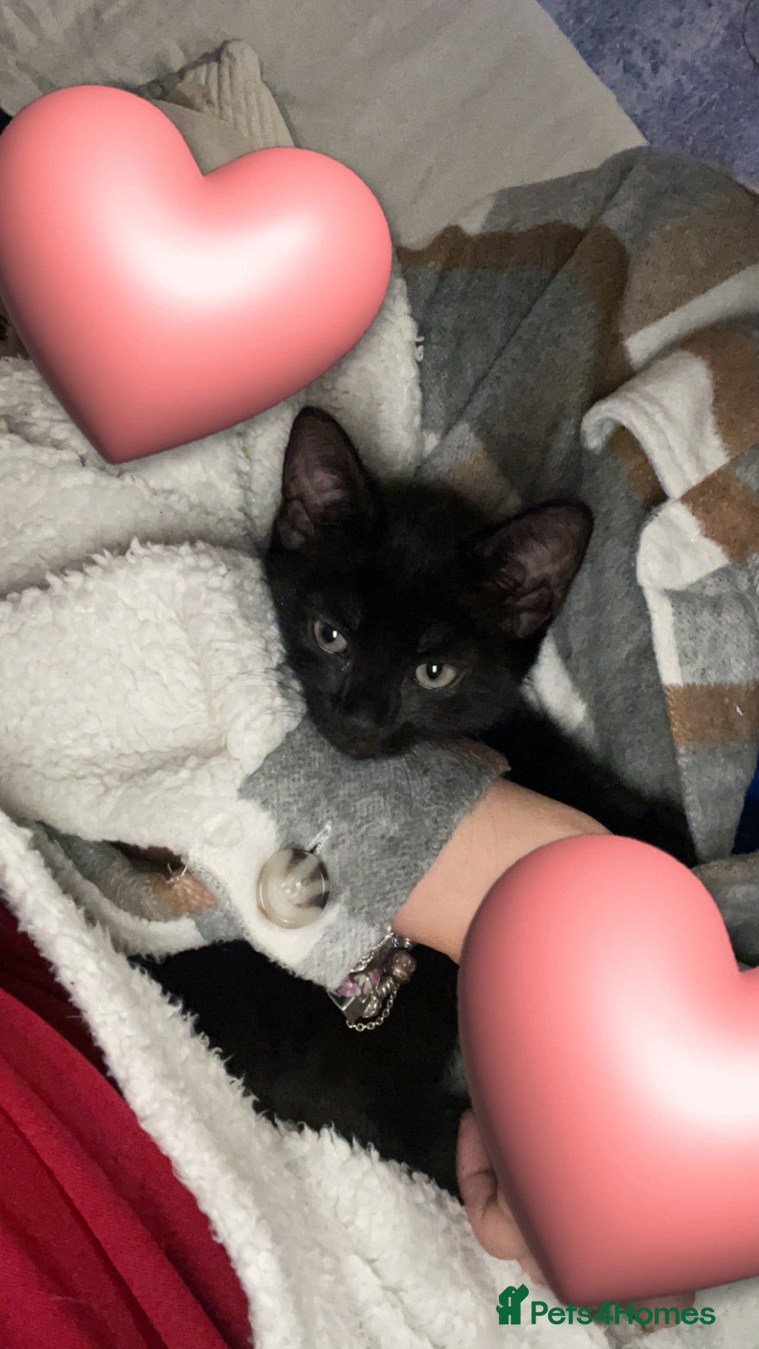 Mixed Breed cats for sale: Black 12 week old kitten loving beautiful girl - Image 6