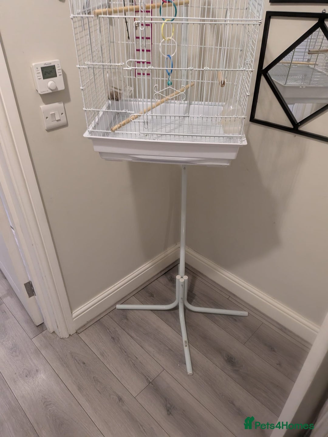 Canaries birds for sale: Yellow canary - Image 4