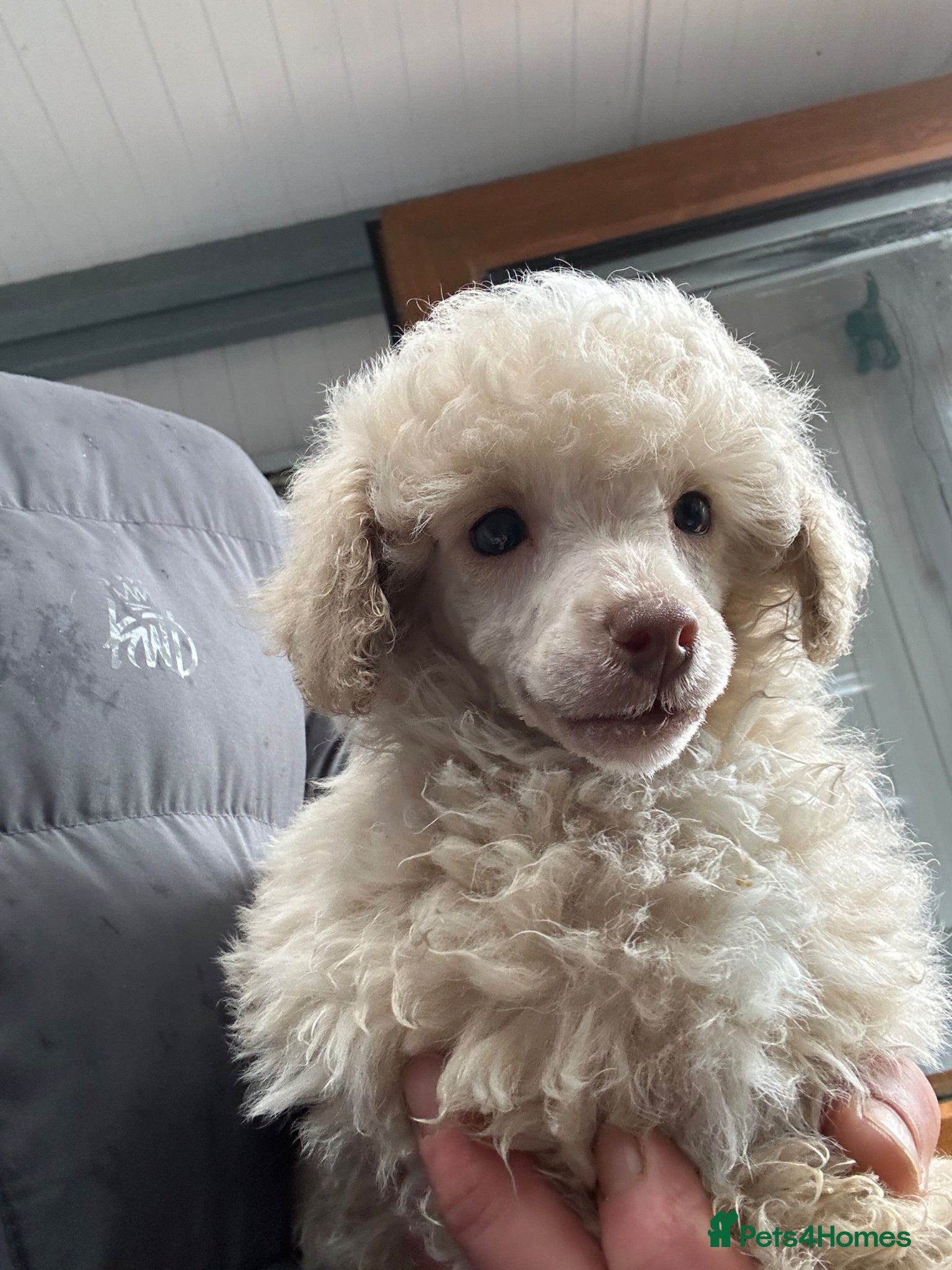 Toy Poodle dogs Two stunning toy poodle puppies  - Advert 1