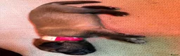 Mixed Breed dogs for sale: Tibetan Saint Puppies - 2nd Generation  - Advert 17