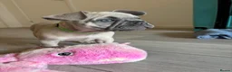 French Bulldog dogs for sale: KC French bulldog puppies - Advert 4