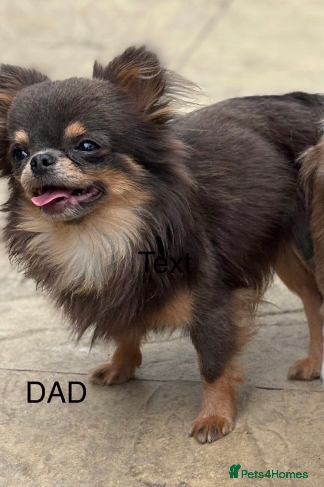 Chihuahua dogs for sale: Apple head blue white party boy puppy  - Advert 14