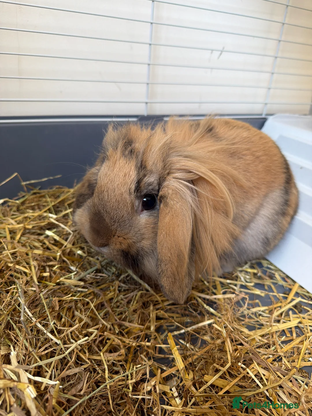 Mini Lion Lop rabbits for sale: Mini lop lion rabbit  - Advert 2