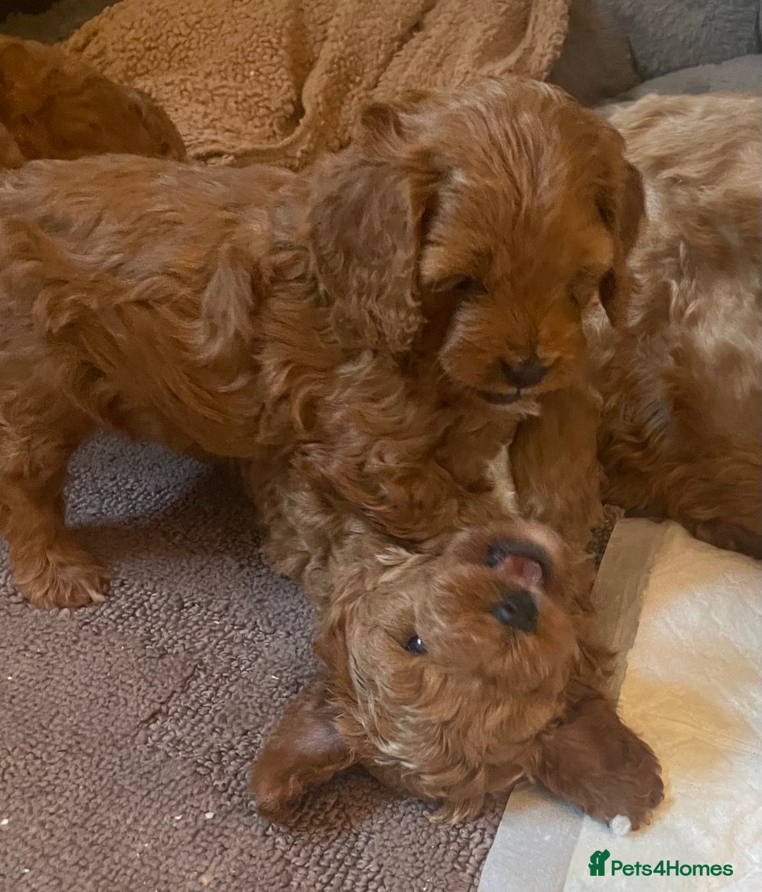 Cavapoo dogs for sale: F1b Cavapoooo  - Advert 34