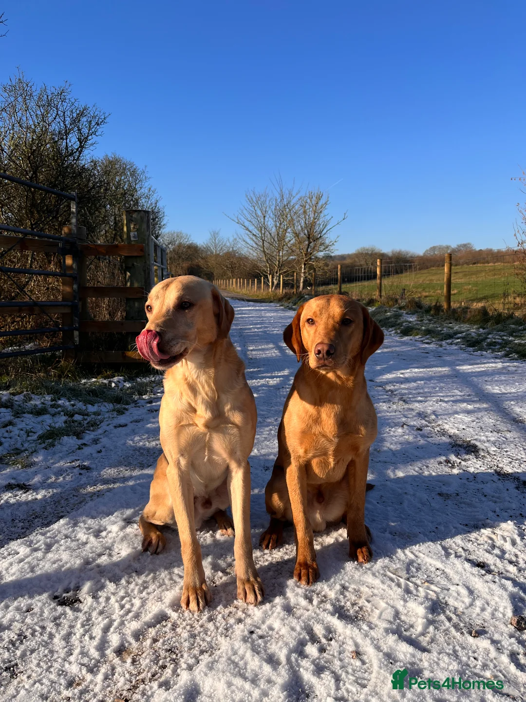 Labrador Retriever dogs for stud: PROVEN WORKING LAB STUD in Yeovil - Advert 12