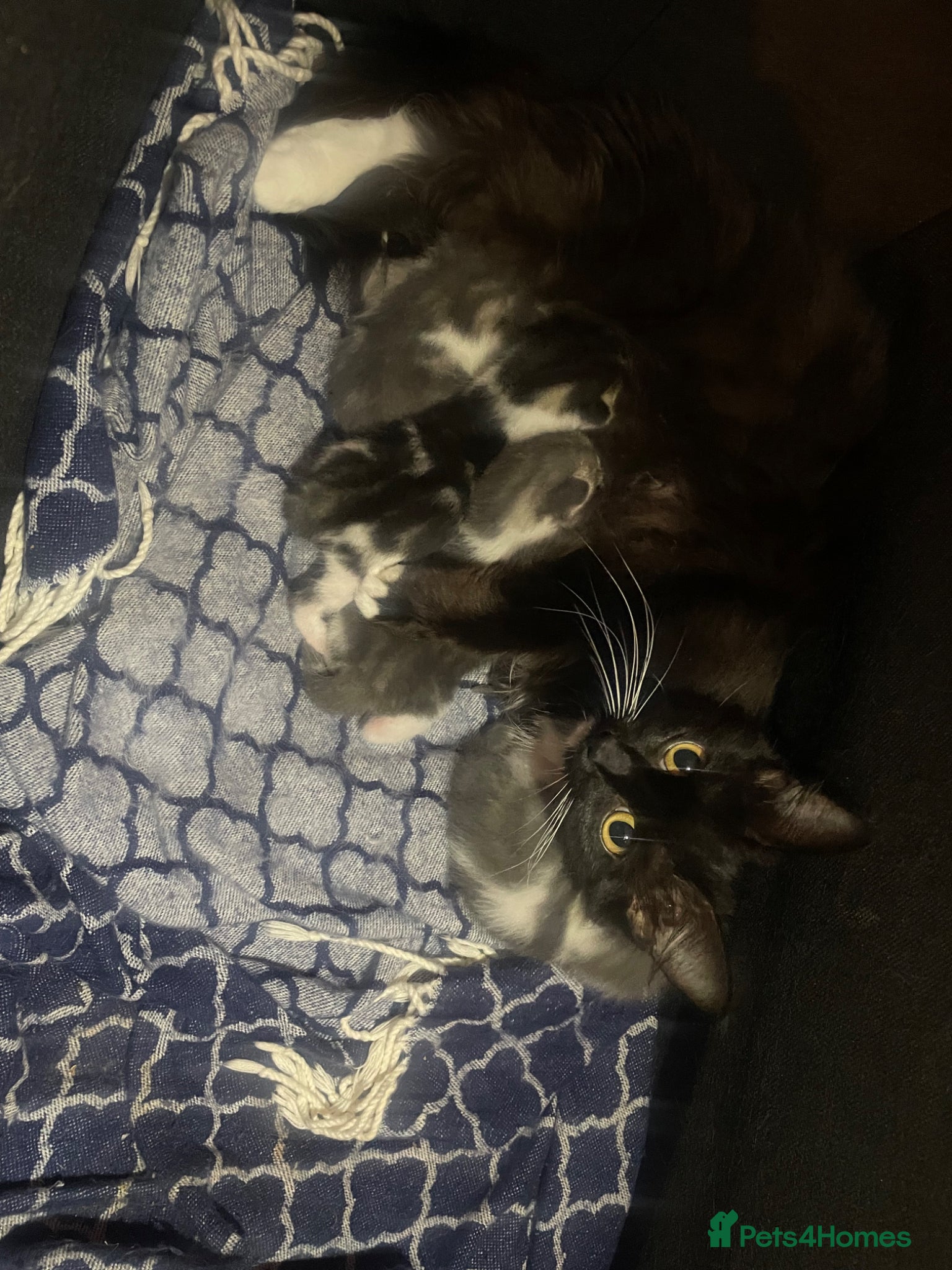 Mixed Breed cats Kittens for sale - Advert 21