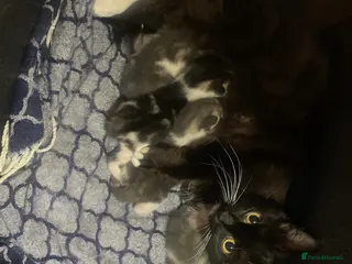 Mixed Breed cats Kittens for sale - Advert 21