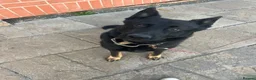 German Shepherd dogs for sale: German Shepherd male Read Add - Advert 3