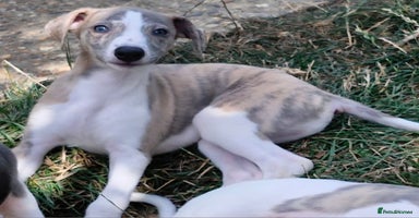 Whippet dogs - Advert 9