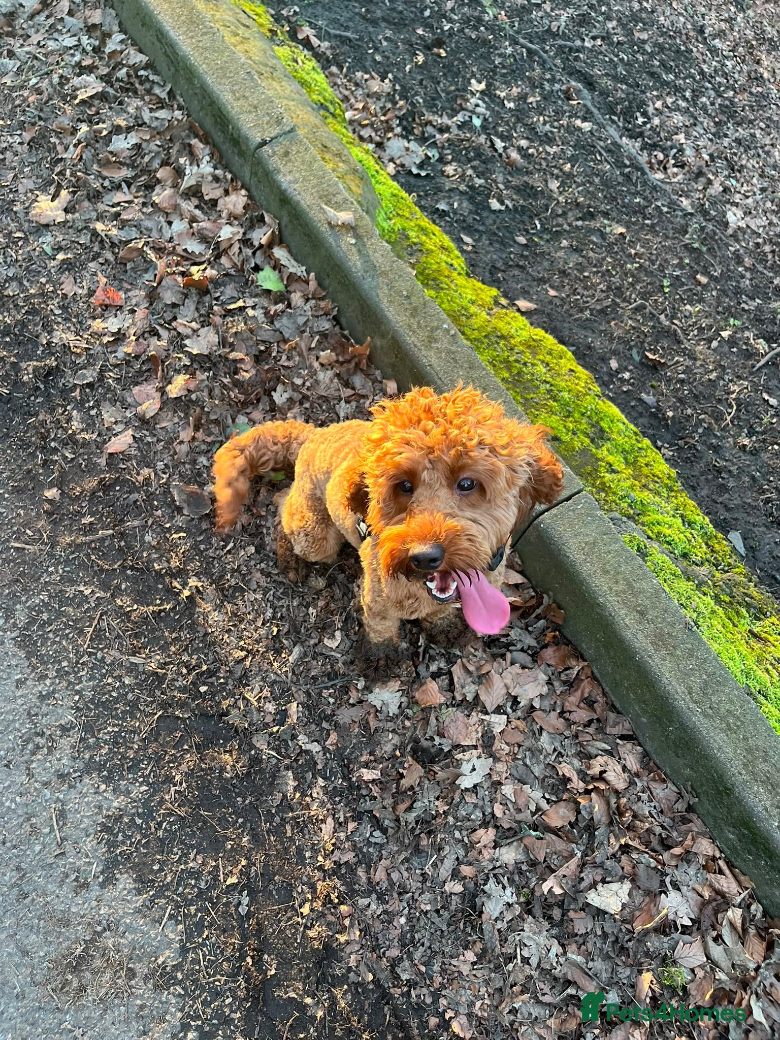 Mixed Breed dogs Cavapoochon puppies - Advert 2