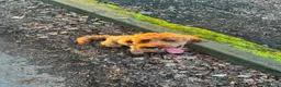 Mixed Breed dogs for sale: Cavapoochon puppies - Advert 2