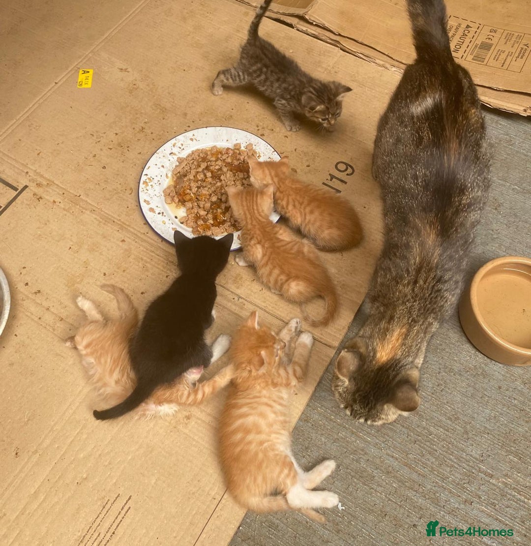 Mixed Breed cats for sale: Beautiful farm kittens  - Image 7