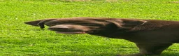 Labrador Retriever dogs for sale: Chocolate Labrador KC Puppies, Ready 13/9/26 - Advert 6