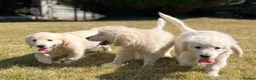 Golden Retriever dogs for sale: Stunning Golden Retriever Puppies for sale - Advert 5