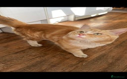 Maine Coon cats for sale: 3 cats looking for a loving home - Image 3