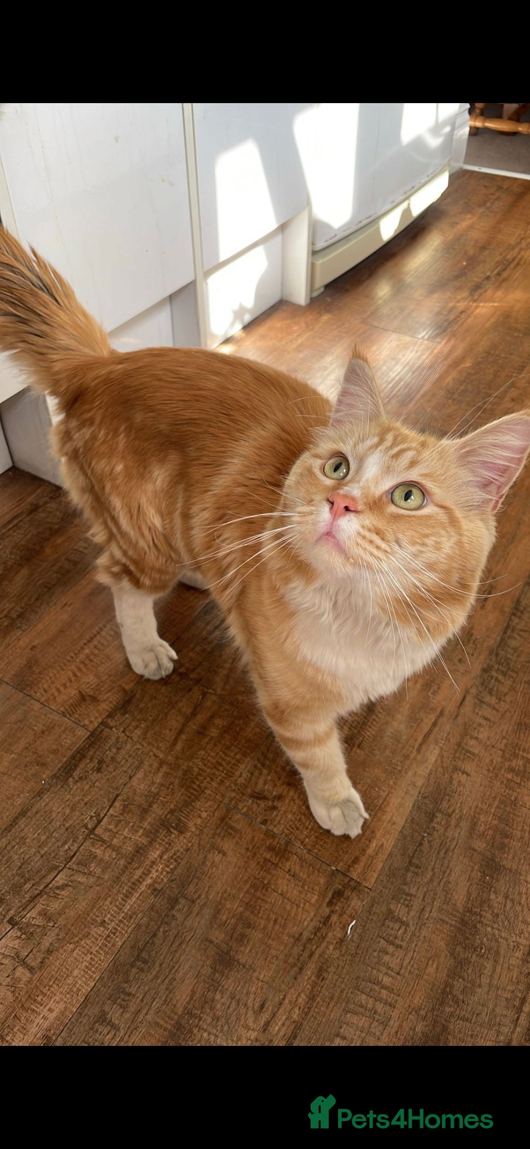 Maine Coon cats for sale: 3 cats looking for a loving home - Image 3