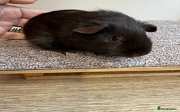 Guinea Pig rodents for sale: Self Chocolate Boars - Advert 6