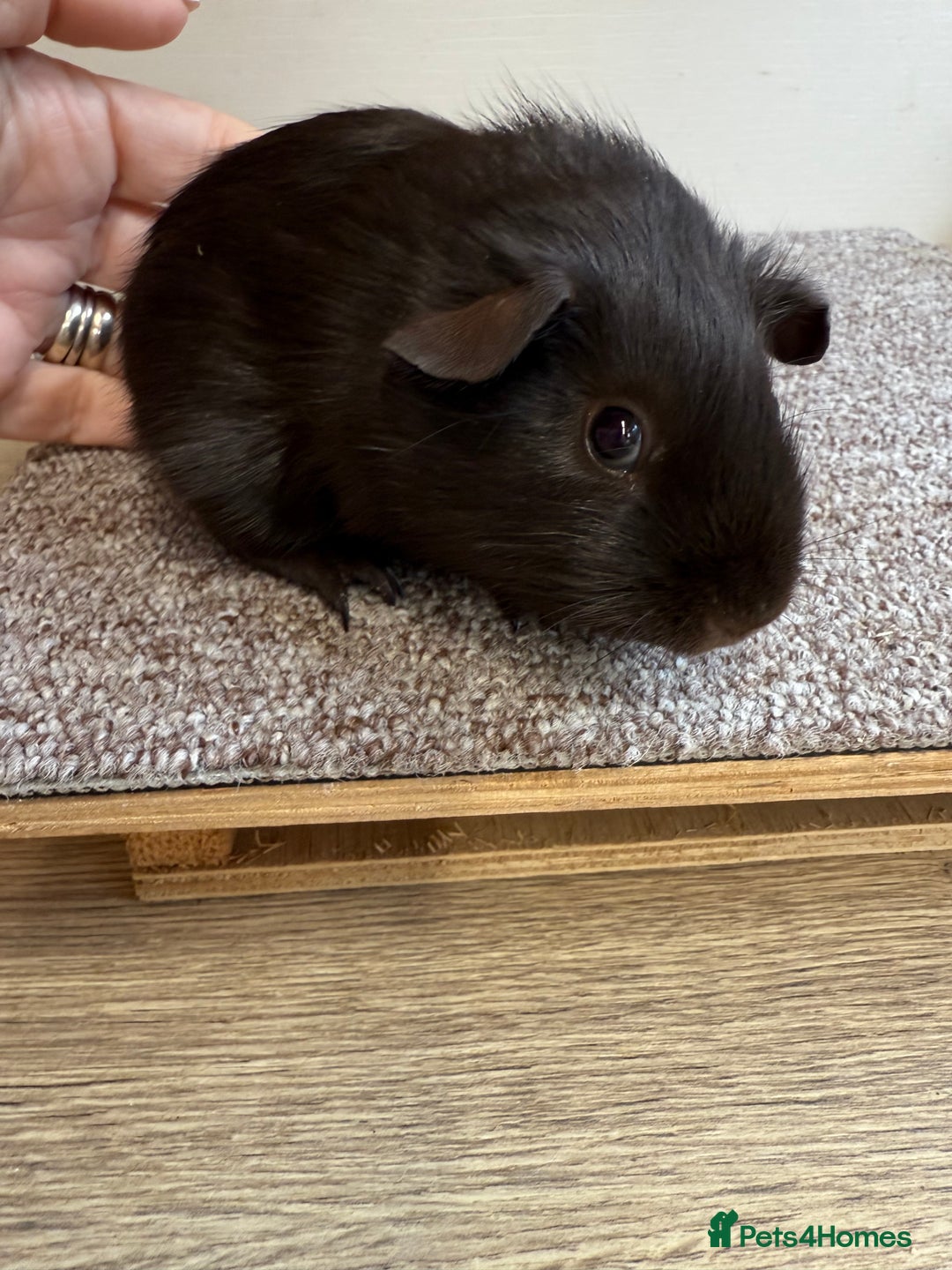 Guinea Pig rodents for sale: Self Chocolate Boars - Advert 6