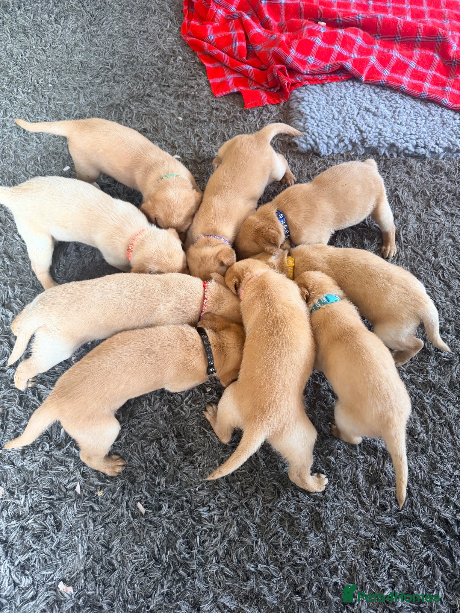 Labrador Retriever dogs Working fox Red/yellow Labradors - Advert 2
