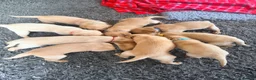 Labrador Retriever dogs for sale: Working fox Red/yellow Labradors - Advert 4