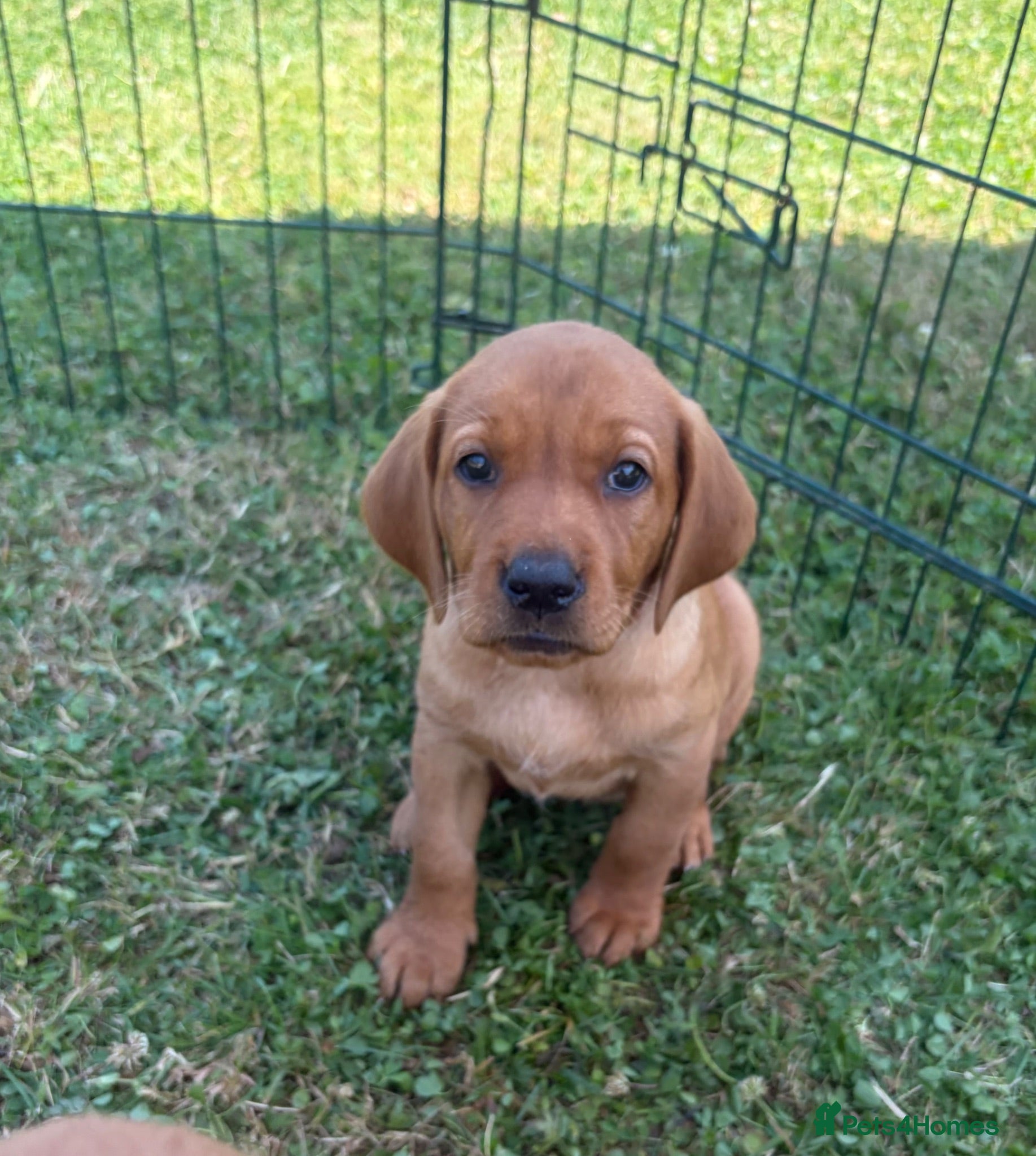 Labrador Retriever dogs 1 beautiful female Fox red Labrador for sale - Advert 1