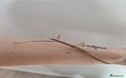 Stick Insects invertebrates for sale: Indian stick insects nymphs, juveniles and mature  - Image 1