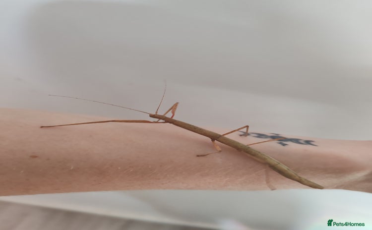 Stick Insects invertebrates - Advert 1