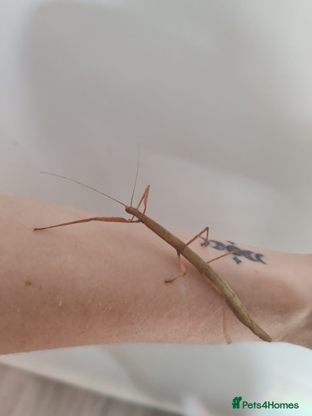 Stick Insects invertebrates for sale: Indian stick insects nymphs, juveniles and mature  - Image 1