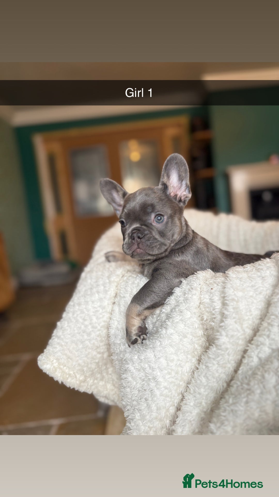 French Bulldog dogs for sale: Reduced French Bulldogs - Advert 4