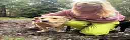 Mixed Breed dogs for adoption: Harvey -Norwich Norfolk  in Norwich - Advert 2