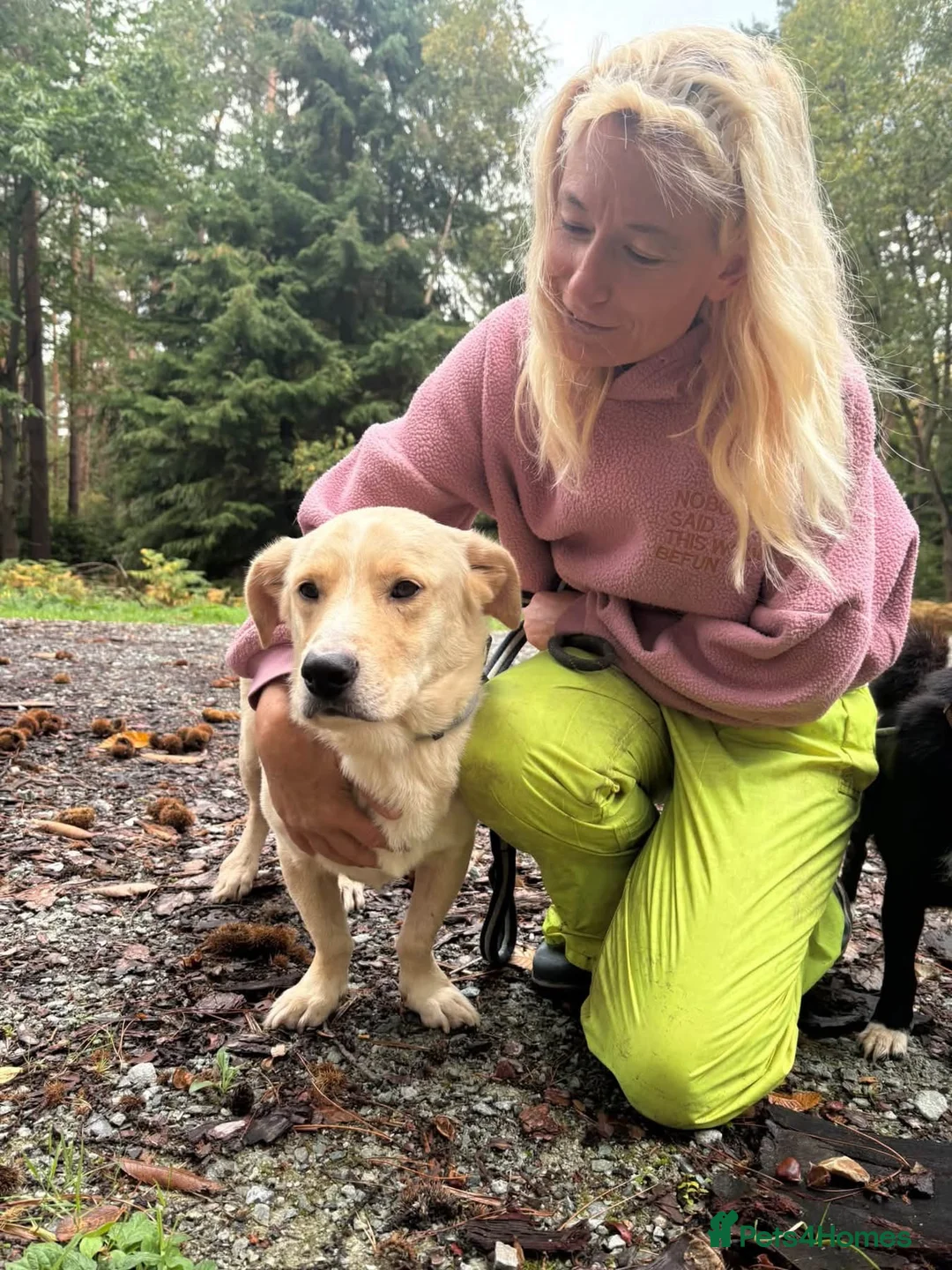 Mixed Breed dogs for adoption: Harvey -Norwich Norfolk  in Norwich - Advert 2