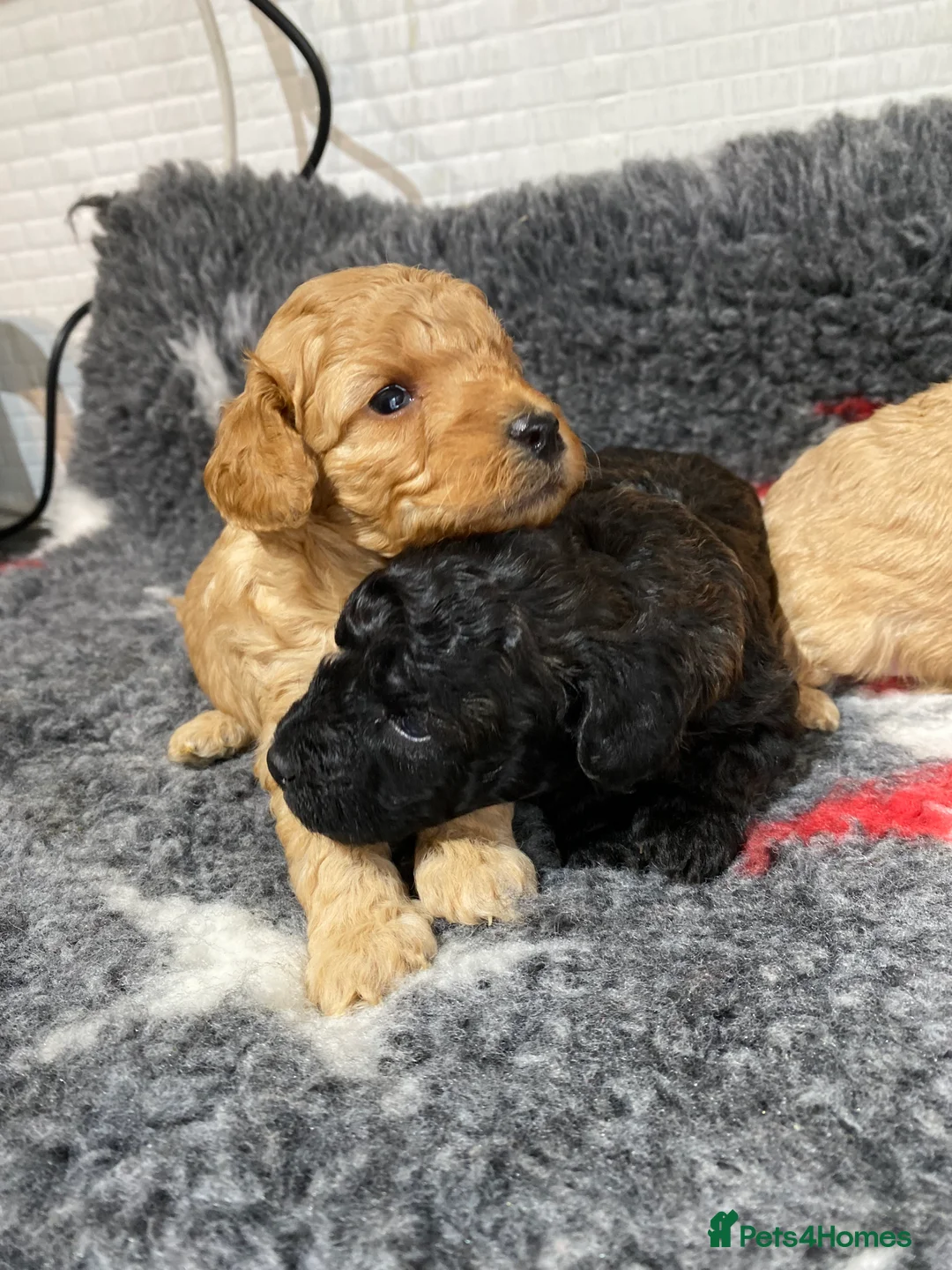 Toy Poodle dogs for sale: Toy Poodles KC Registered Health Tested Parents - Advert 3