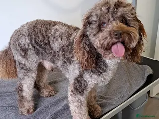 Poodle dogs Cockapoo stud chocolate merle in Bristol - Advert 1