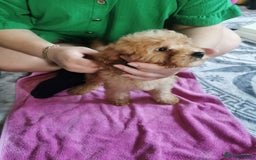 Cockapoo dogs for sale: Amazing cockapoo  - Advert 4