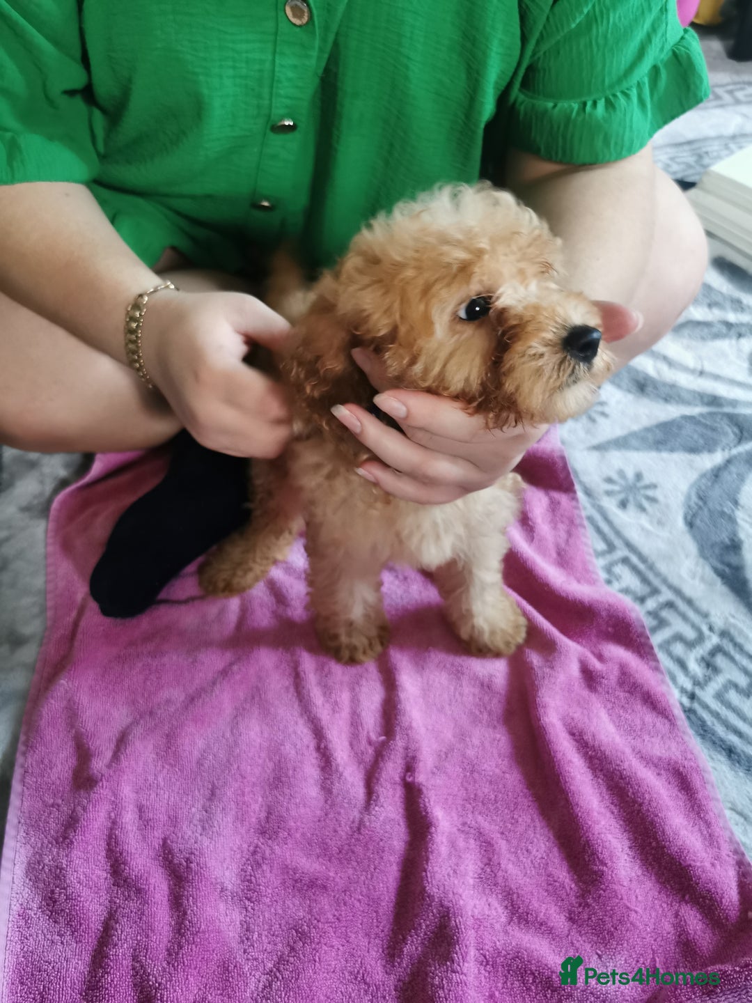 Cockapoo dogs for sale: Amazing cockapoo  - Advert 4