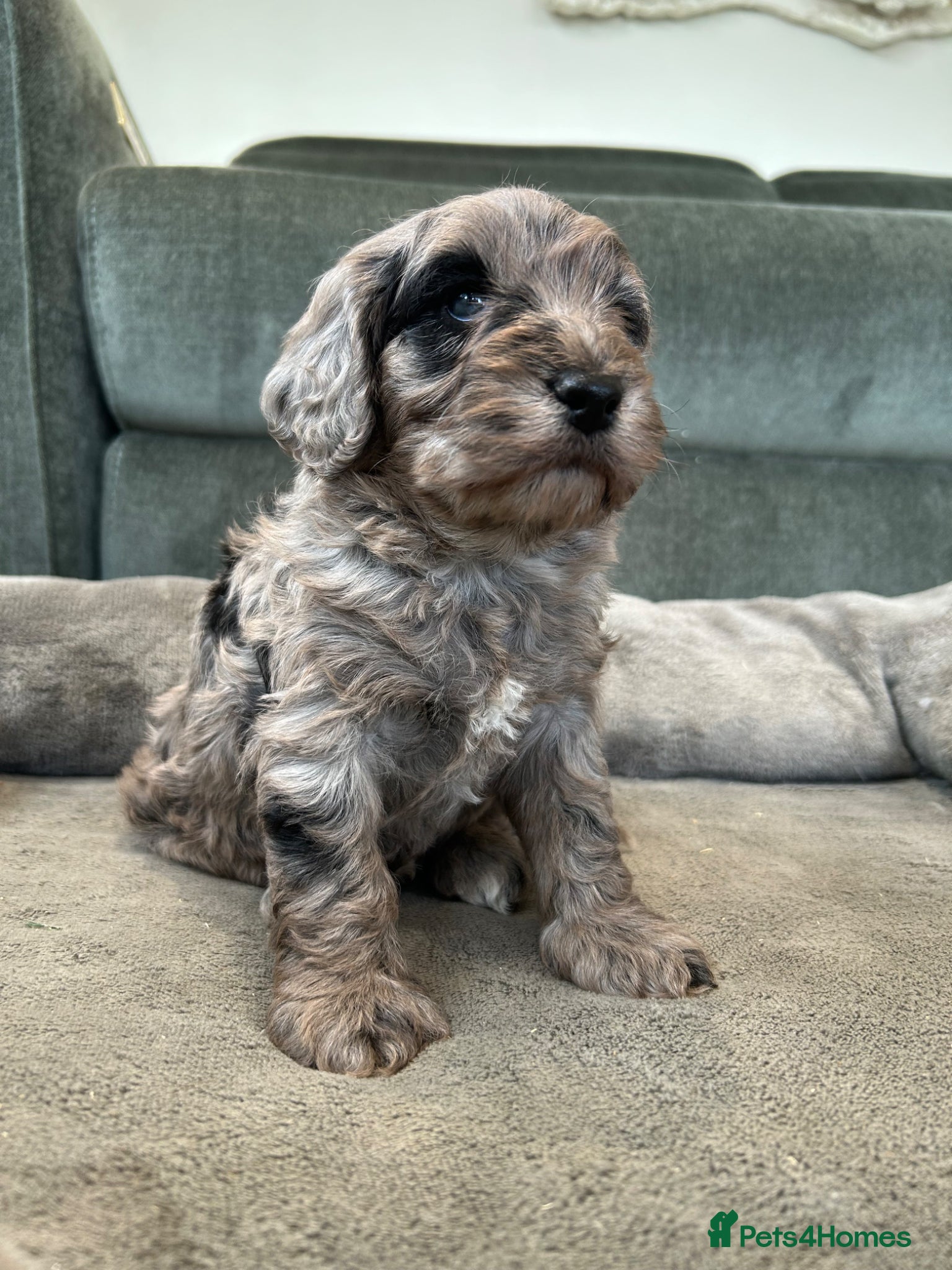 Cockapoo dogs Quality F1 cockapoos for sale - Advert 1