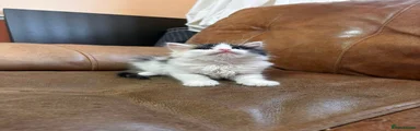 Mixed Breed 2