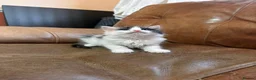 Mixed Breed cats for sale: Kittens  in Ipswich - Advert 6