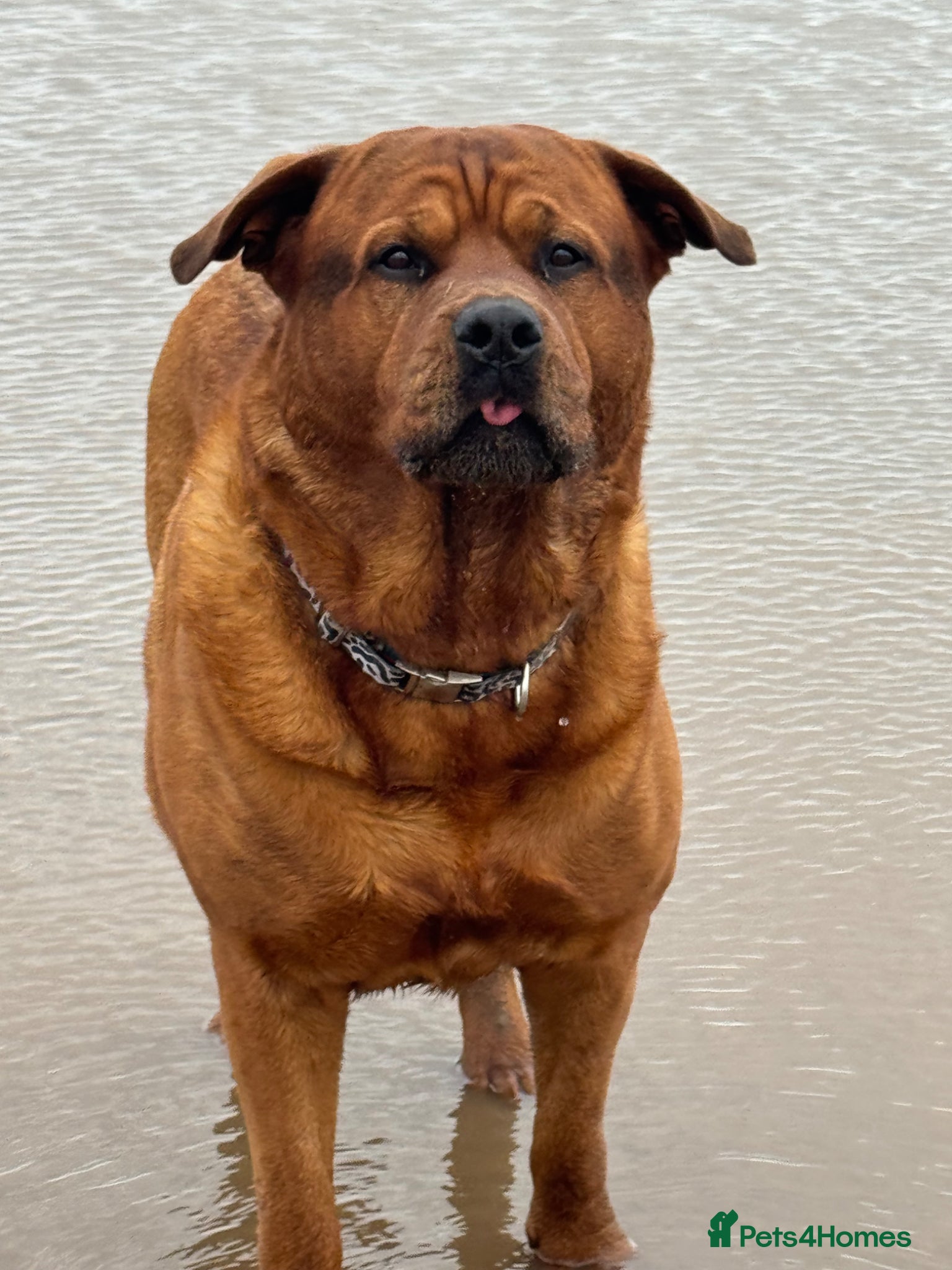 Mixed Breed dogs Rottweiler x bullmastiff  - Advert 1