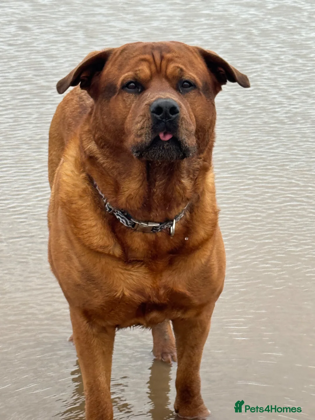 Mixed Breed dogs for stud: Rottweiler x bullmastiff  in Brigg - Advert 1