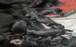 Flat coated Retriever dogs for sale: Flat coat Retriever puppies  - Image 16