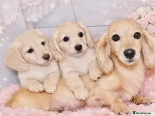 Miniature Dachshund dogs ✨ absolutely STUNNING full long hair light cream ✨ - Advert 1