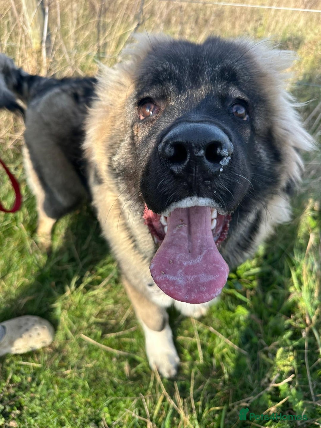 Caucasian Shepherd Dog dogs for sale: Caucasian shepherd  - Advert 6