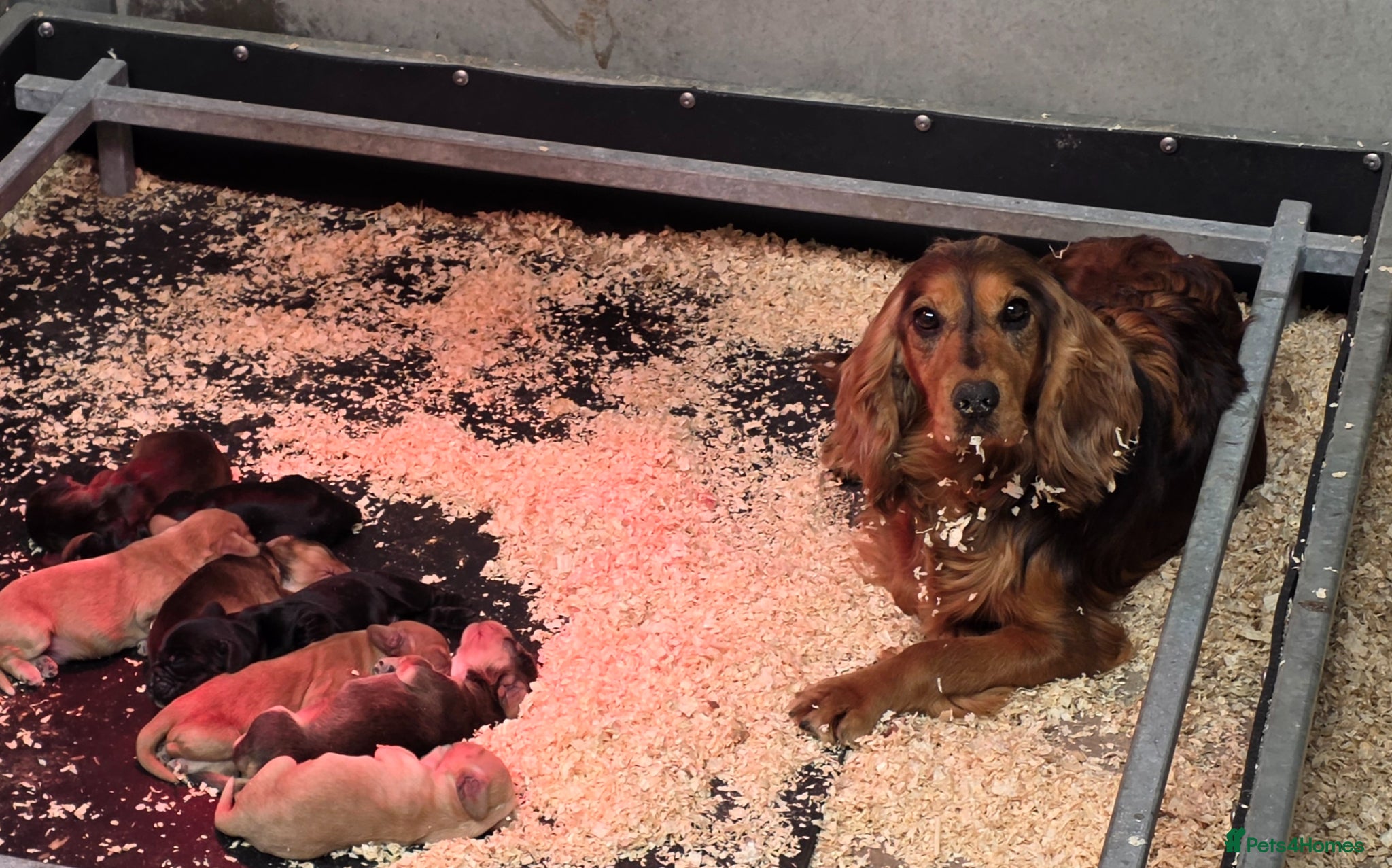 Cocker Spaniel dogs Show Type +DNA tested - Advert 2