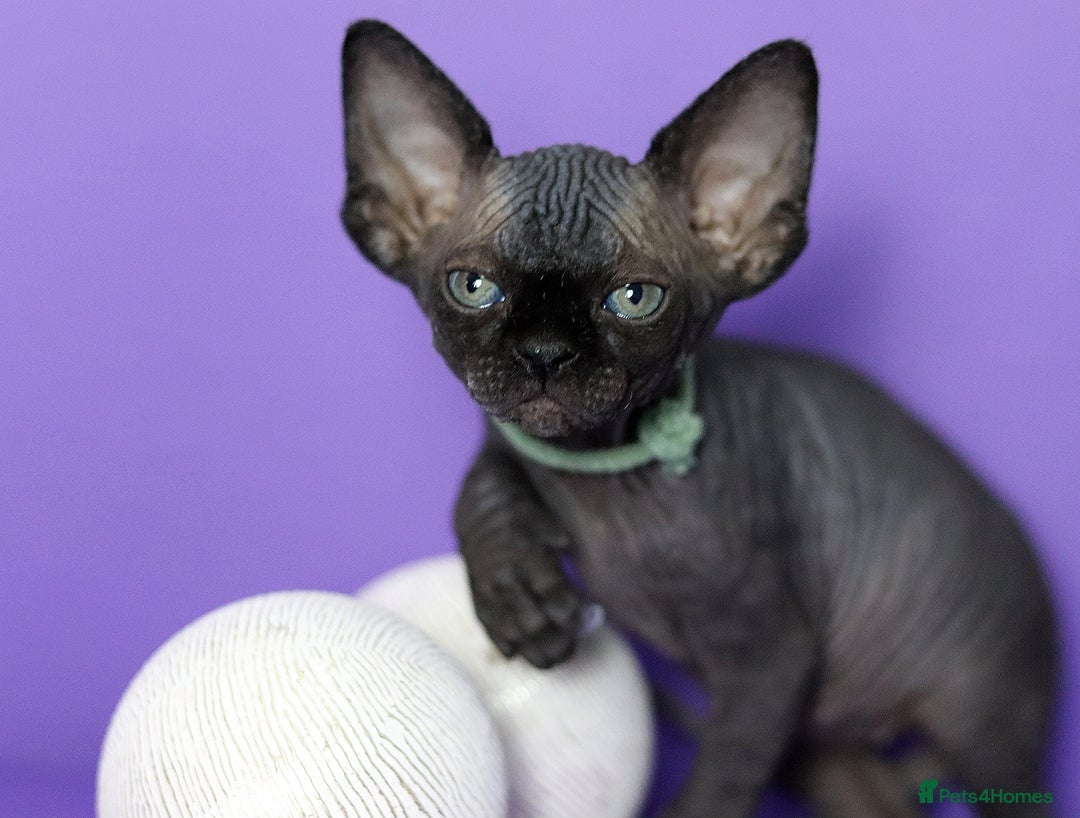 Sphynx cats for sale: Sphynx Black Solid Girls  - Advert 9