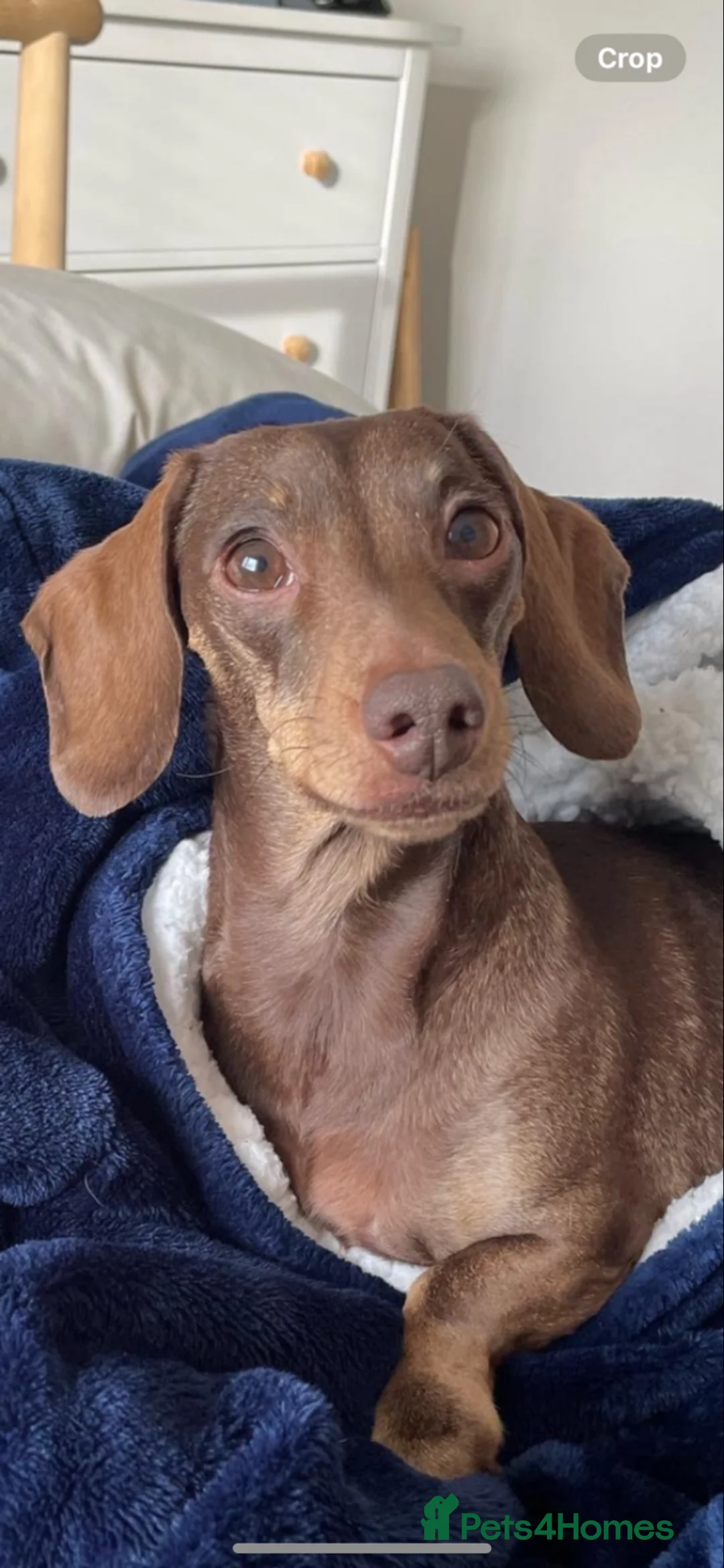 Miniature Dachshund dogs for sale: Miniature dachshund - Phoebe in Port Talbot - Advert 10