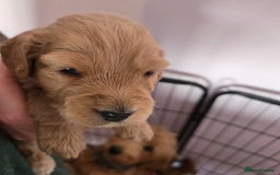 Cockapoo dogs for sale: Fb1 cockapoo  - Image 4