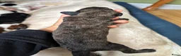 Bernedoodle dogs for sale: Outstanding Bernedoodle F1bs in Peebles - Advert 23